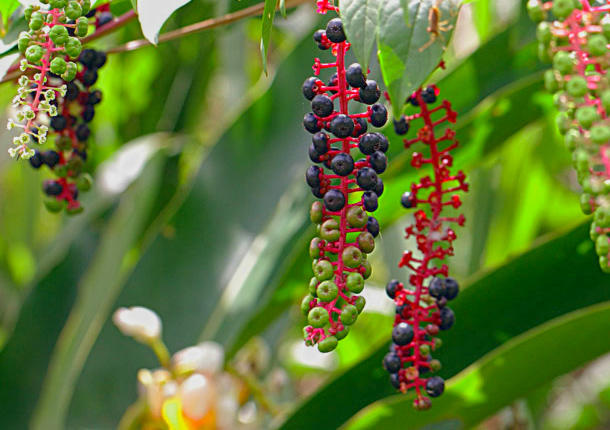 Shang Lu (Poke Roots) plant