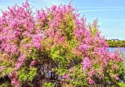 Cheng Liu (Tamarisk twigs and leaves) plant