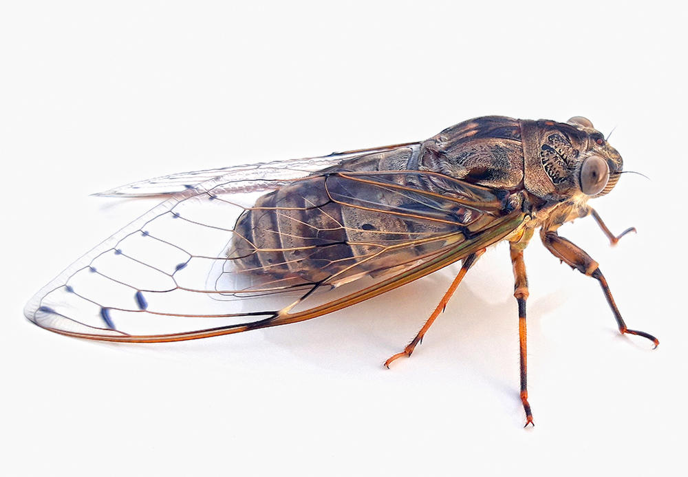 Chan Tui (Cicada sloughs) plant