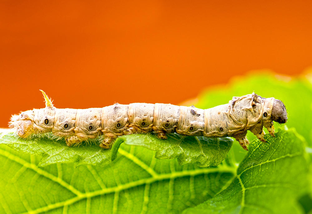 Jiang Can (Silkworms) plant