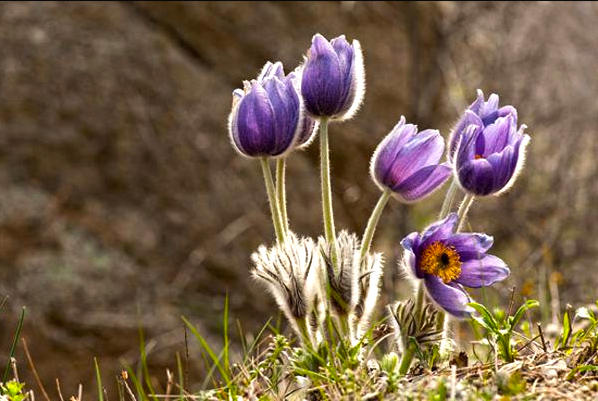 Bai Tou Weng (Chinese Pulsatilla Roots) plant