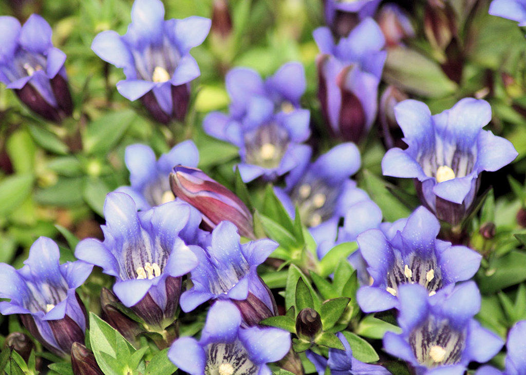 Long Dan Cao (Chinese Gentian) plant