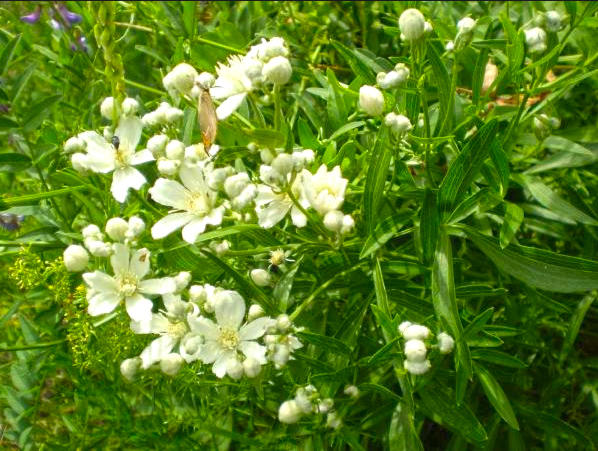 Yin Chai Hu (Stellaria Roots) plant