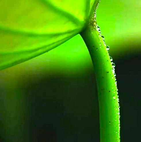 He Geng (Lotus stems) plant