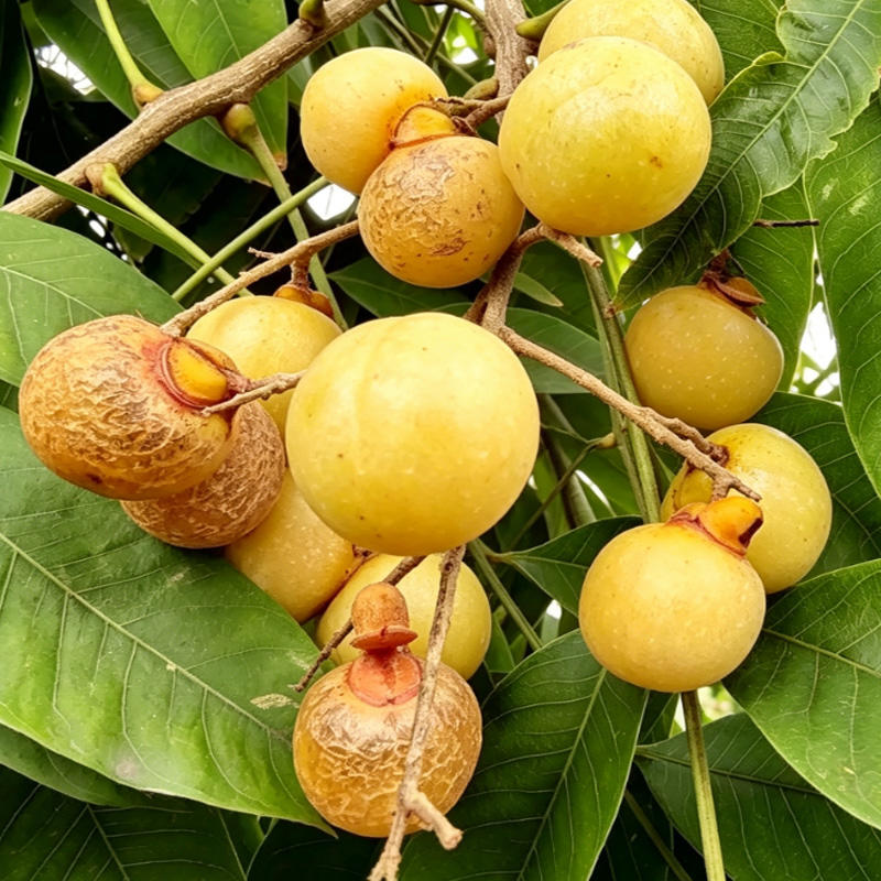 Wu Huan Zi (Chinese Soapberry Fruit) plant
