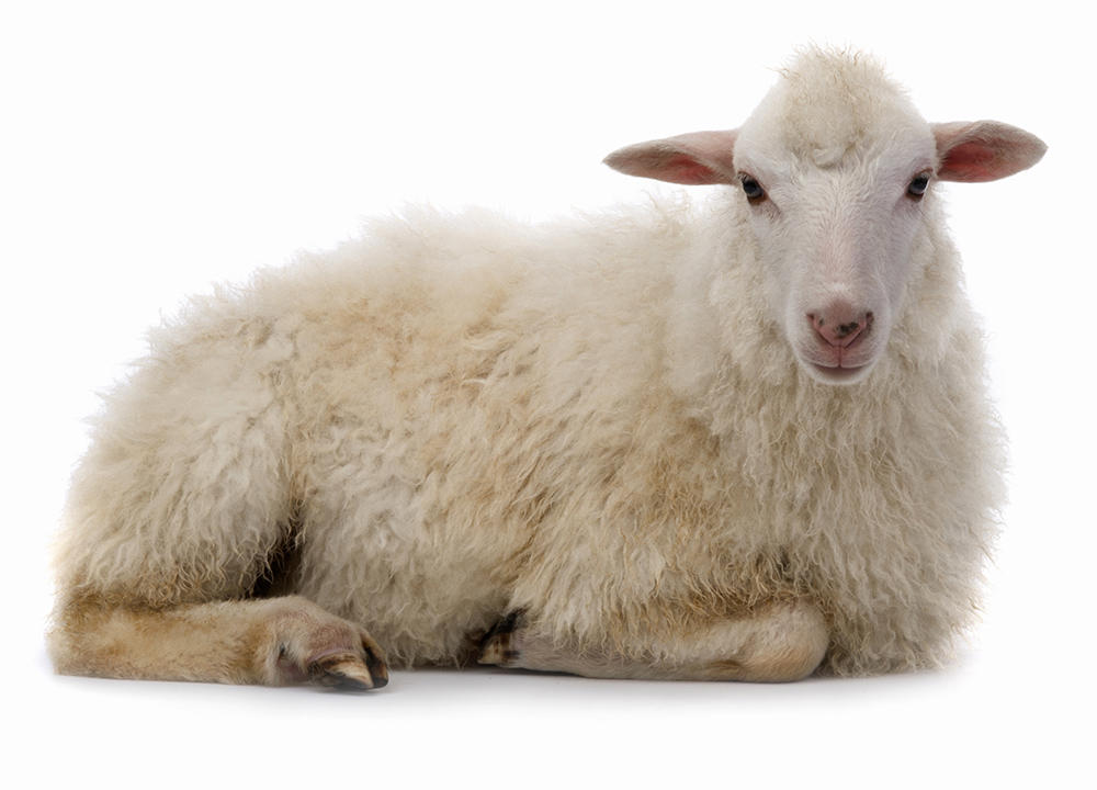 Yang Rou (Muttons) plant