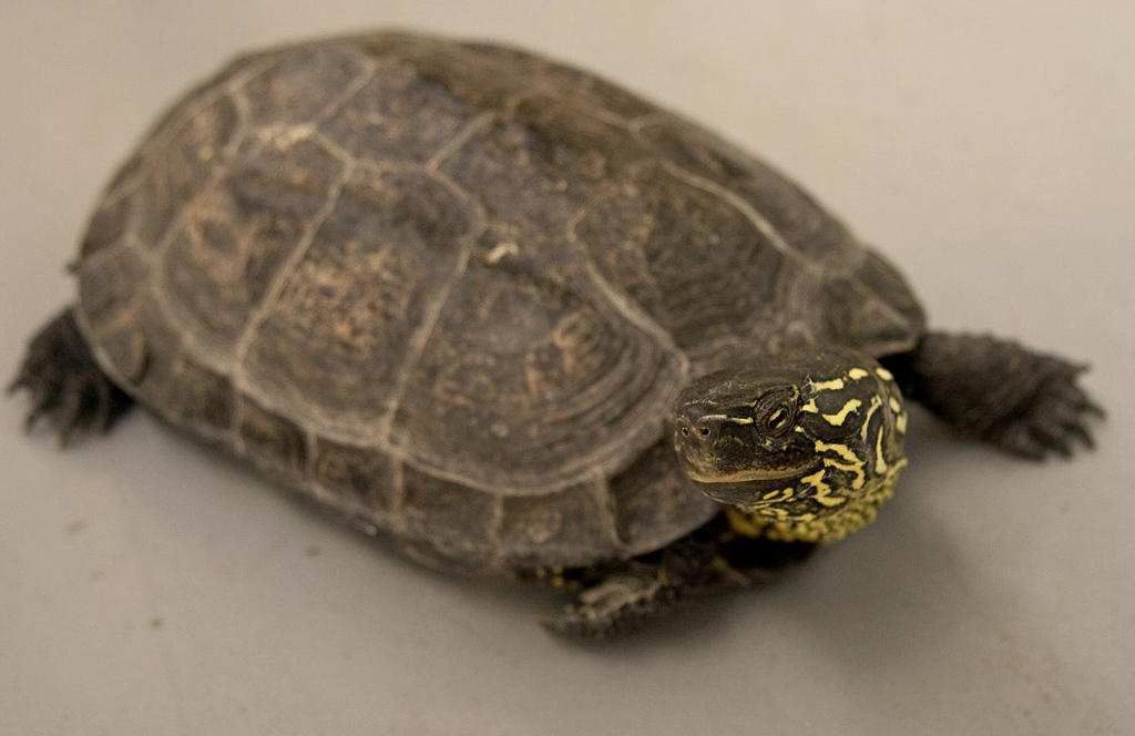 Gui Ban (Tortoise plastrons) plant