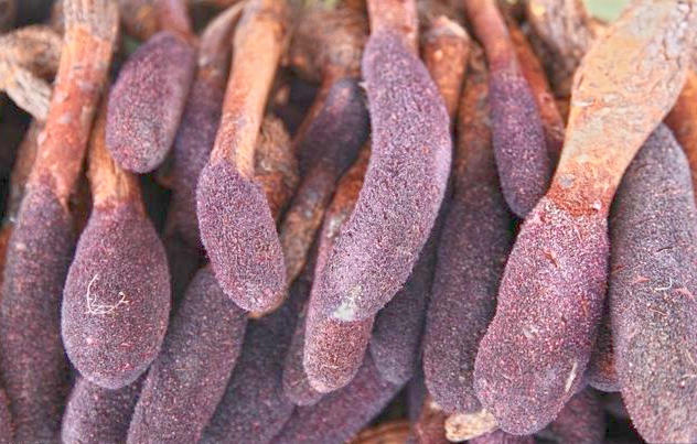 Suo Yang (Cynomorium herb) plant