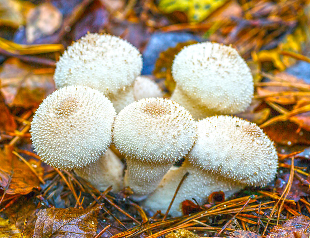 Ma Bo (Puffball) plant