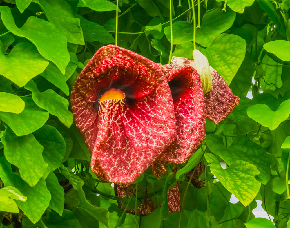 Ma Dou Ling (Aristolochia fruits) plant