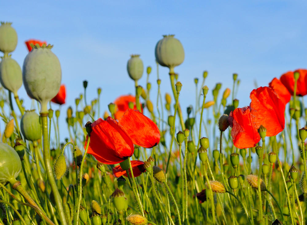 Ying Su Ke (Poppy capsules) plant