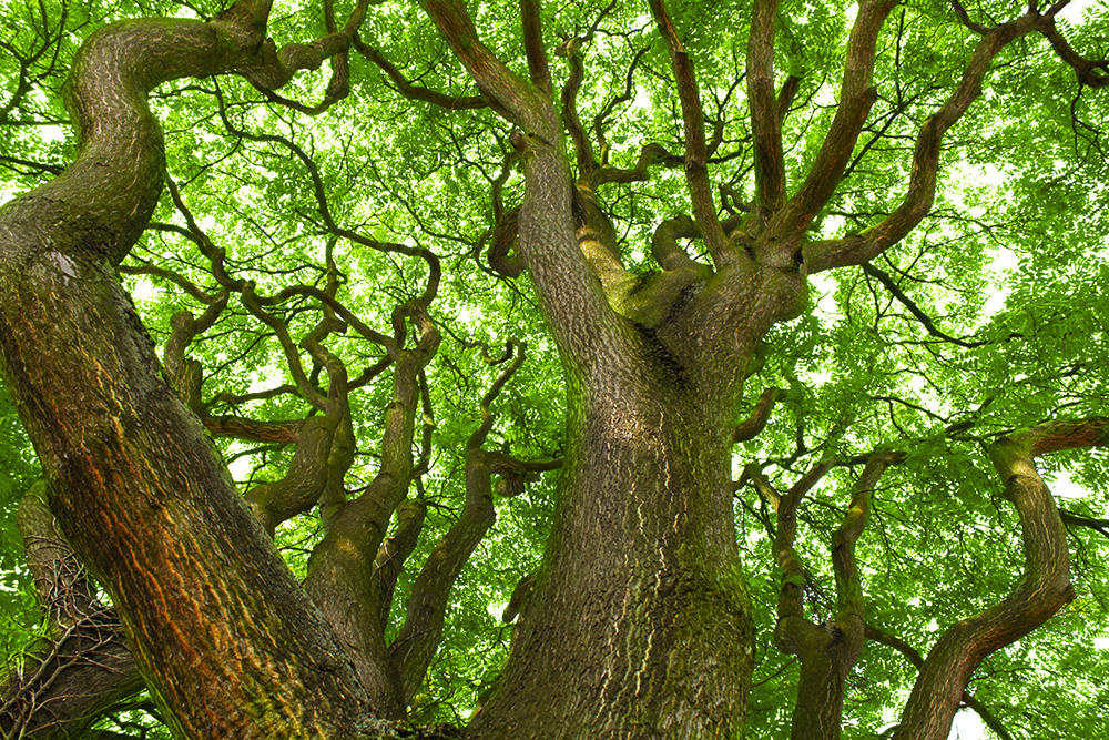 Chun Pi (Ailanthus barks) plant