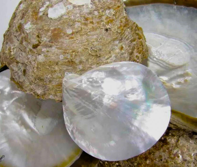 Zhen Zhu Mu (Mother of pearl) plant