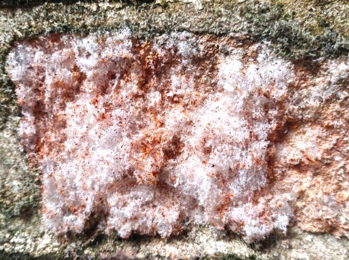 Xiao Shi (Niter) plant