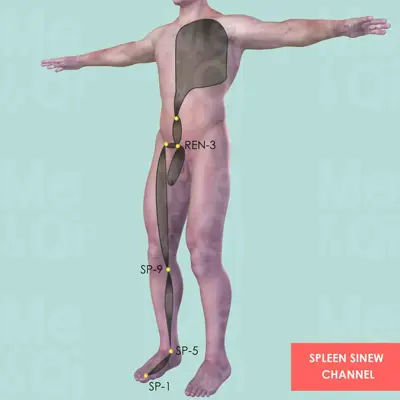 Spleen Sinew Channel pathway