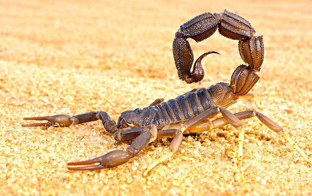 Quan Xie (Scorpions) plant