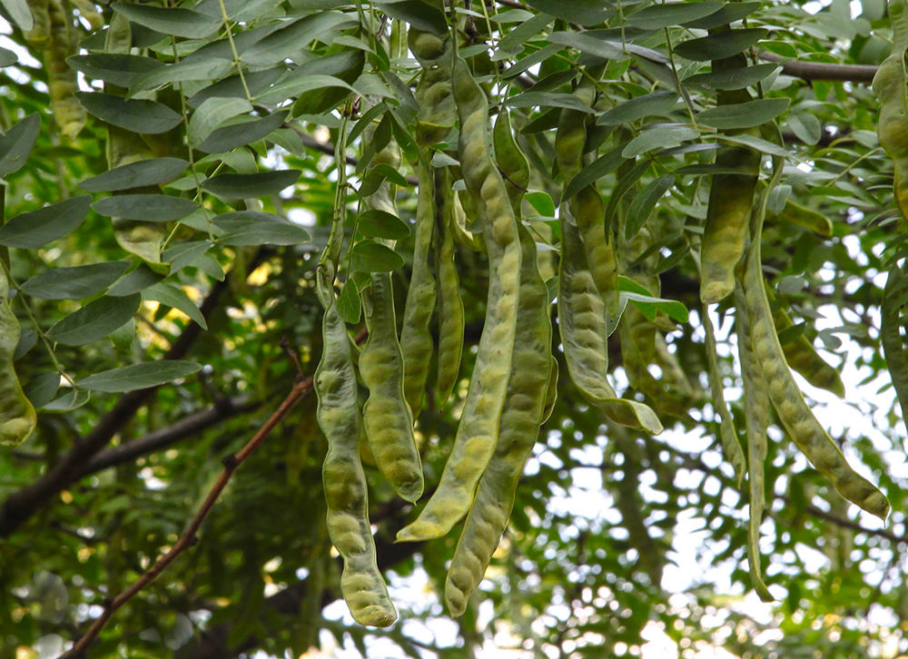 Zhu Ya Zao (Chinese Honeylocust Abnormal Fruits) plant