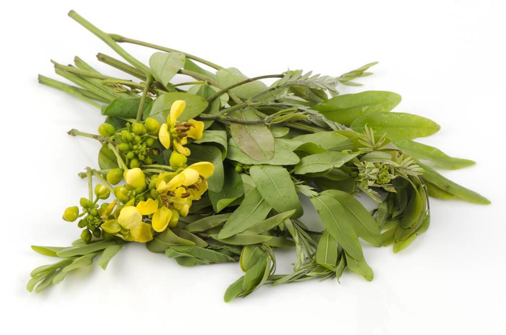 Fan Xie Ye (Alexandrian senna leaves) plant