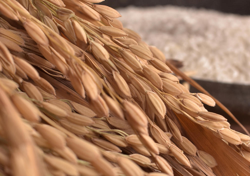 Mi Pi Kang (Rice bran) plant