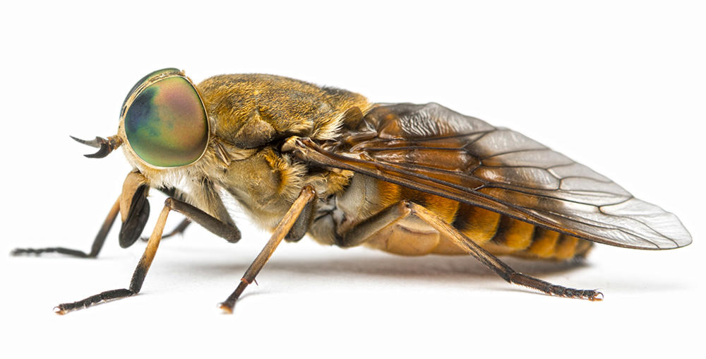 Meng Chong (Tabanus horseflies) plant