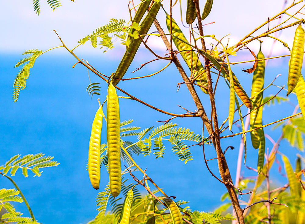 Er Cha (Catechu) plant