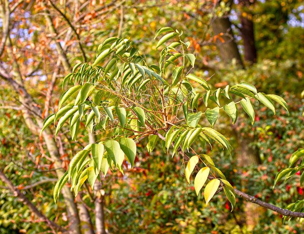 Gan Qi (Lacquer) plant