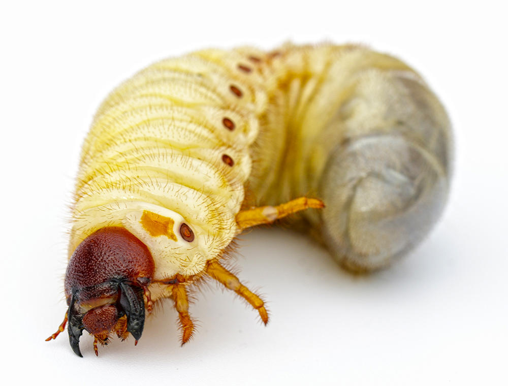 Qi Cao (Scarab grubs) plant