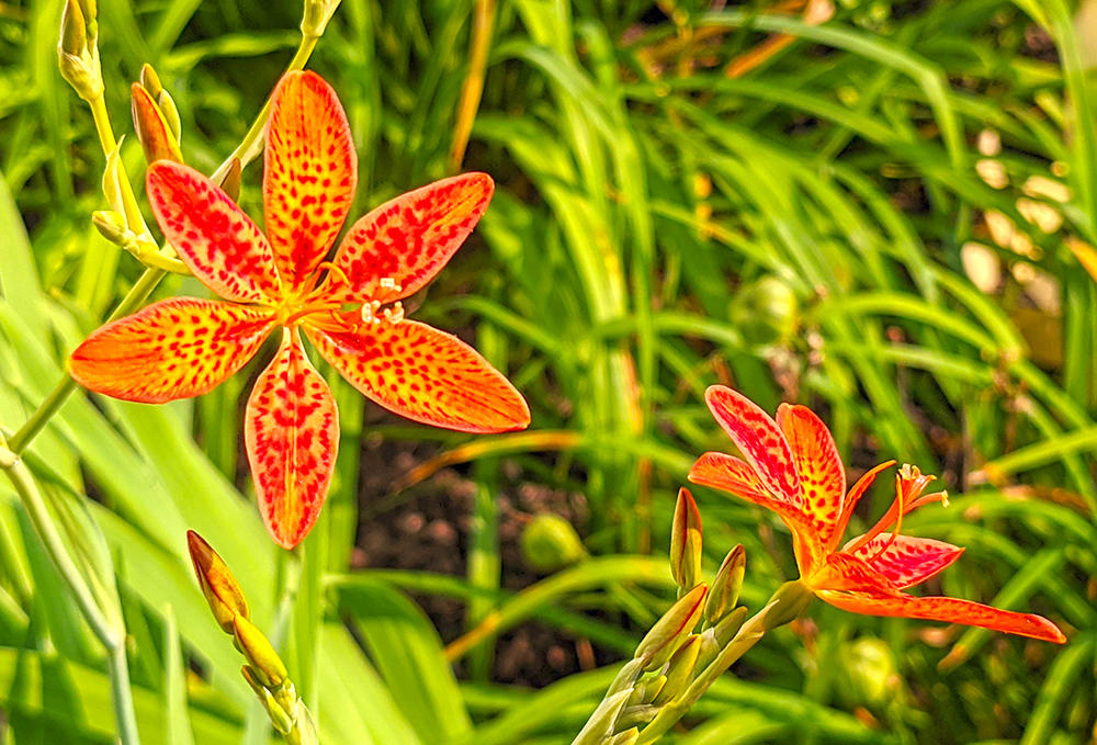 She Gan (Blackberry Lily rhizomes) plant