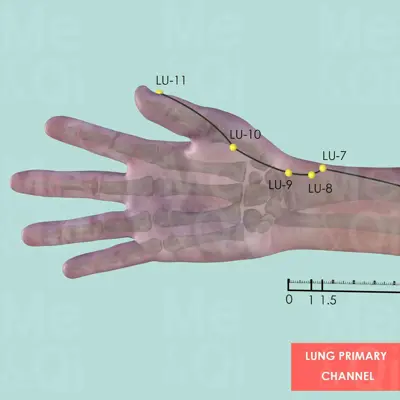 Lung Primary Channel pathway
