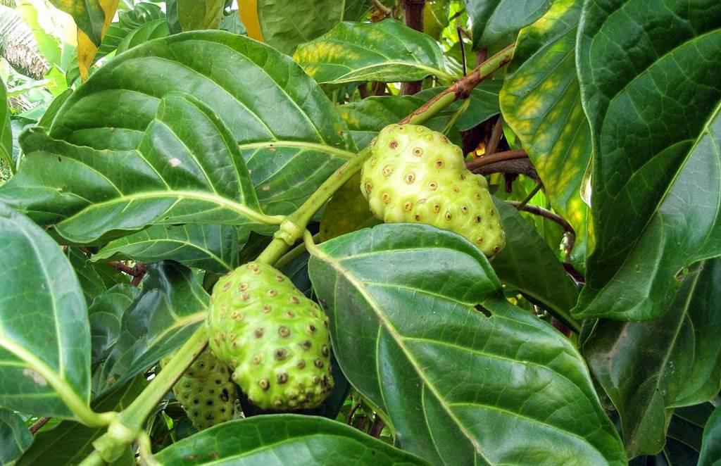 Ba Ji Tian (Morinda roots) plant