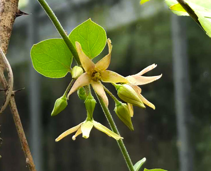 Bai Qian (Cynanchum roots and rhizomes) plant