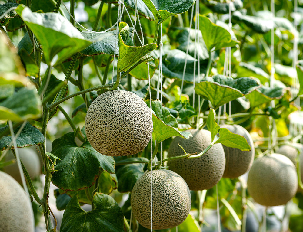 Gua Di (Melon stalks) plant