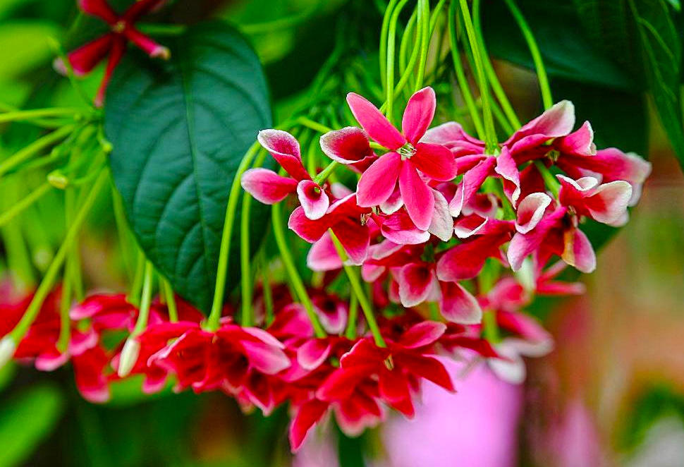 Shi Jun Zi (Quisqualis fruits) plant