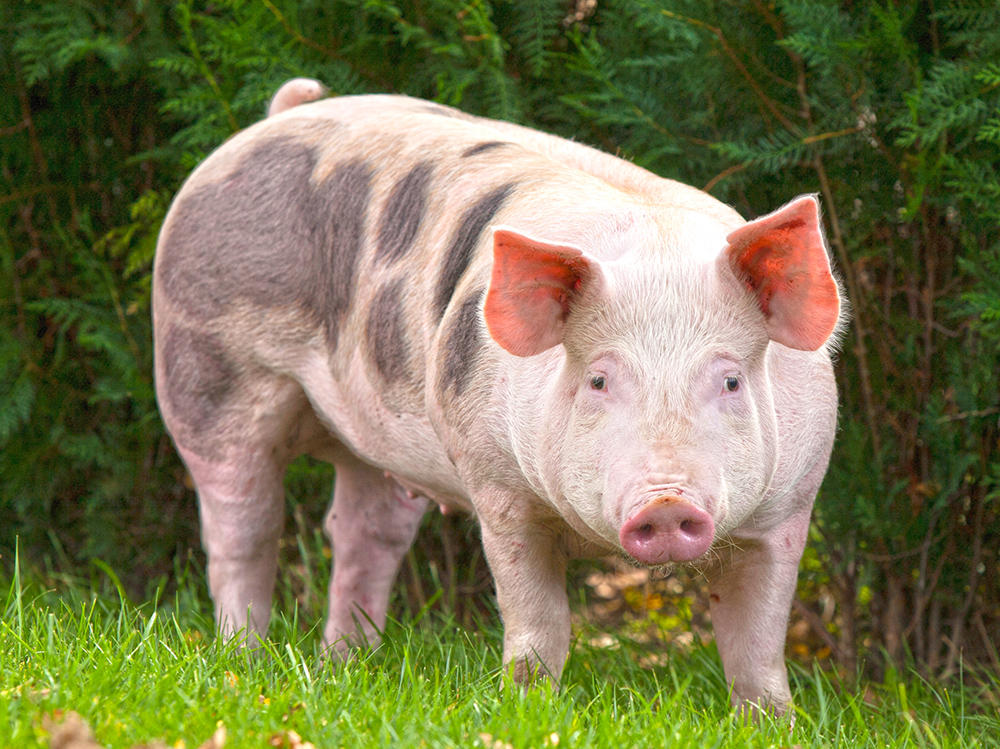 Zhu Dan (Pig galls) plant