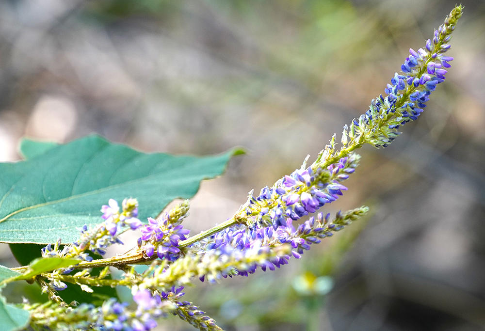 Ge Hua (Kudzu flowers) plant