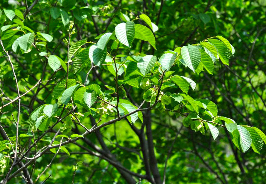 Wu Yi (Elm seed cakes) plant