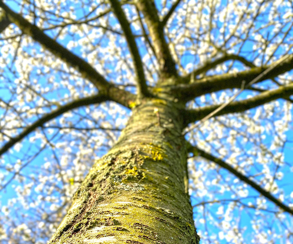 Ying Pi (Japanese cherry barks) plant