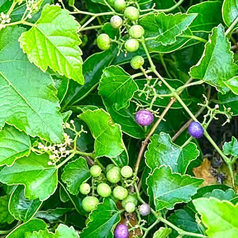 Bai Lian (Japanese Ampelopsis Root) plant
