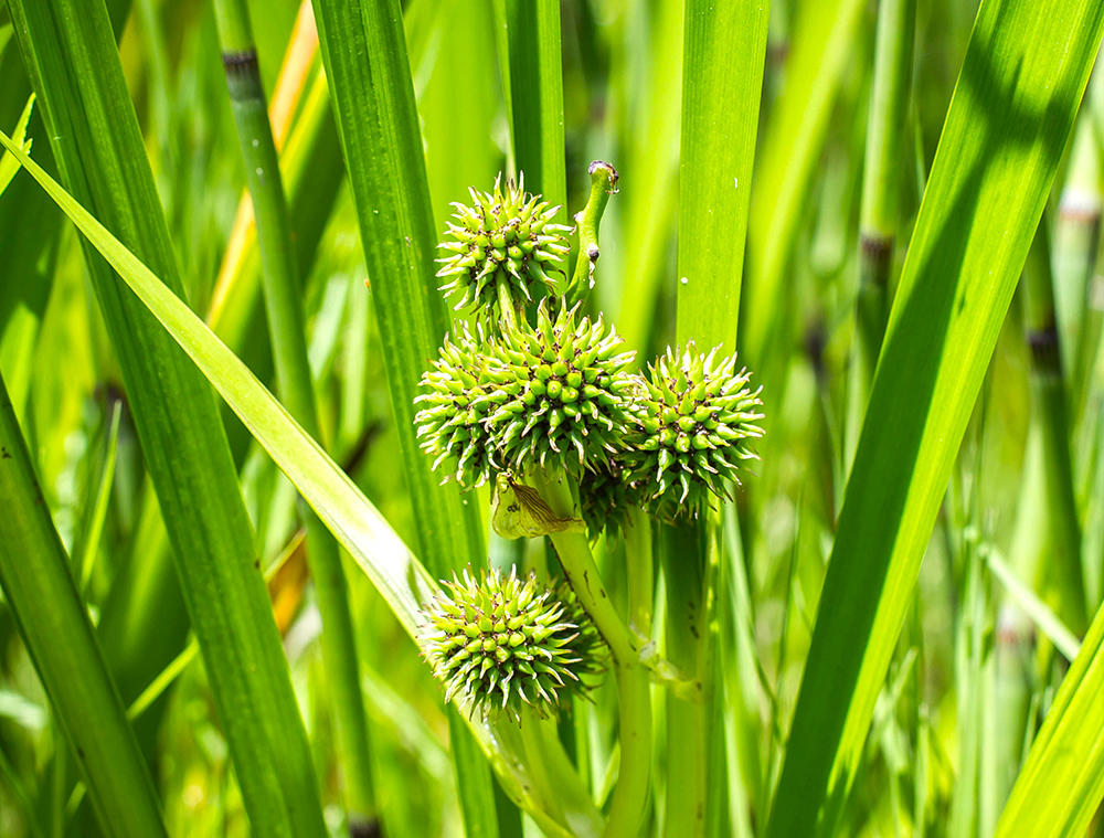 San Leng (Common burreed tubers) plant