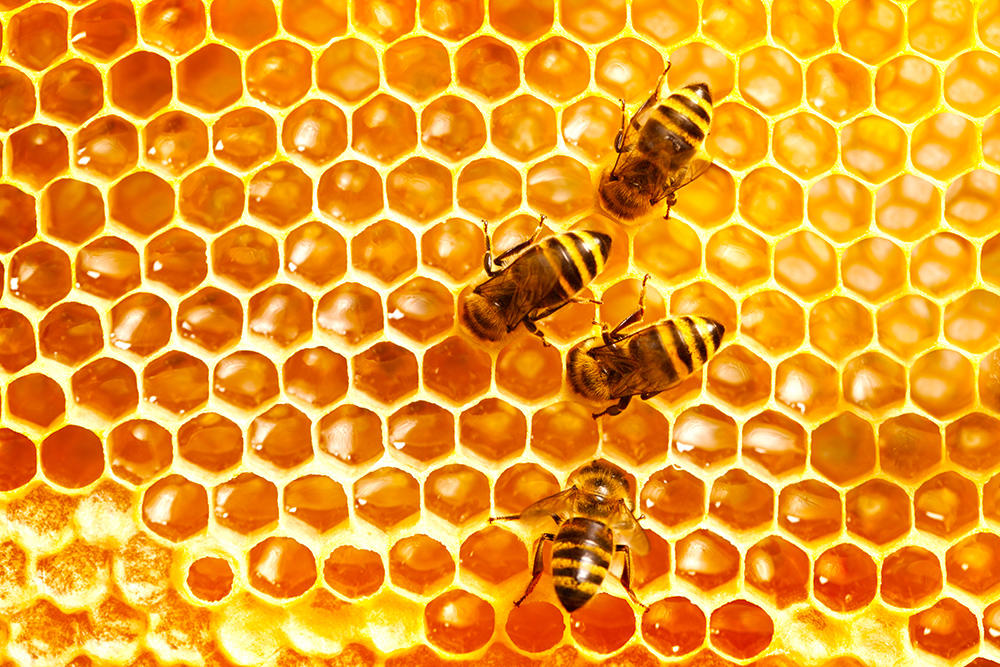 Feng La (Beeswax) plant