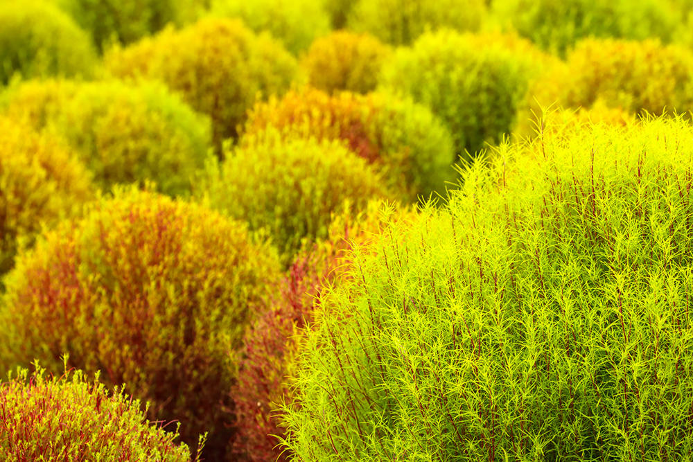 Di Fu Zi (Kochia fruits) plant