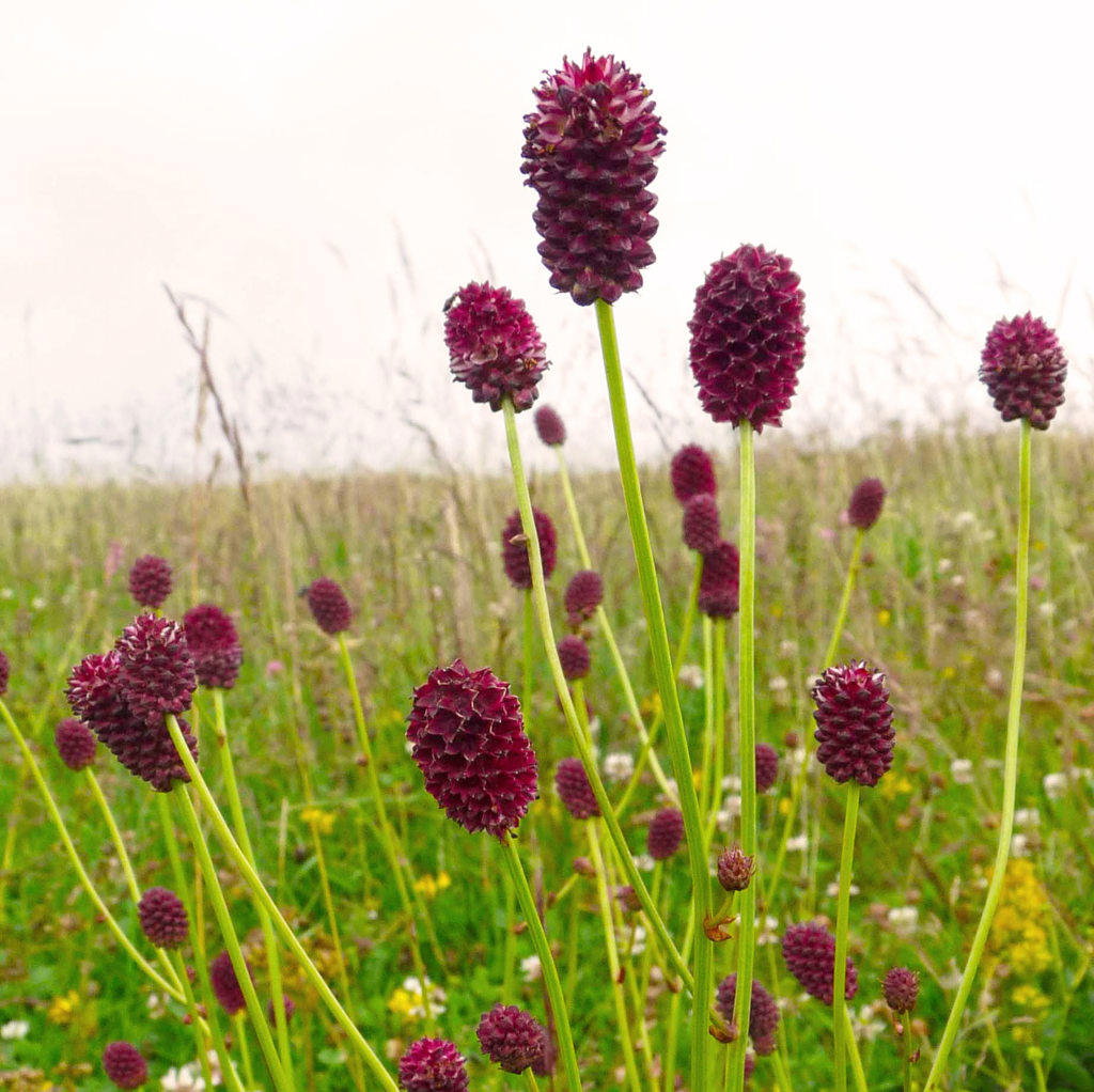Di yu (Sanguisorba roots) plant