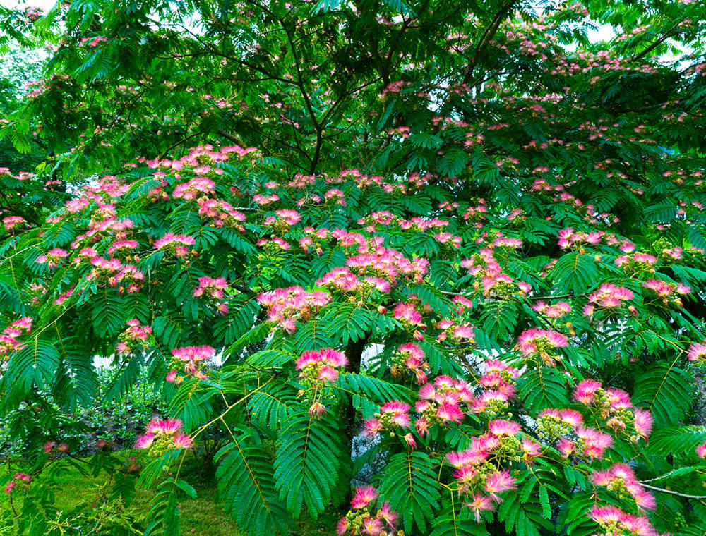 He Huan Pi (Silktree albizia barks) plant