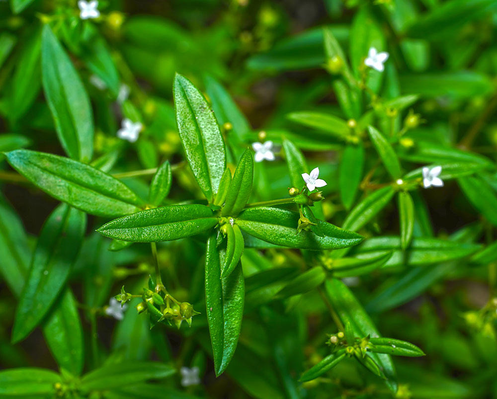 Bai Hua She She Cao (Snake-needle grass) plant