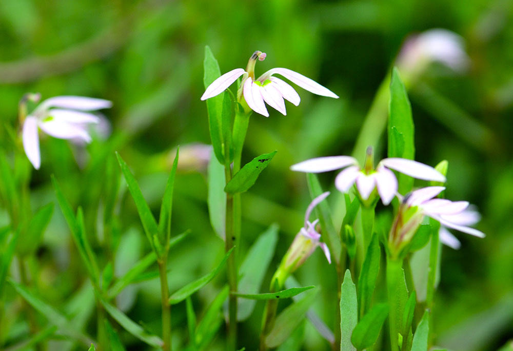 Ban Bian Lian (Chinese lobelia) plant