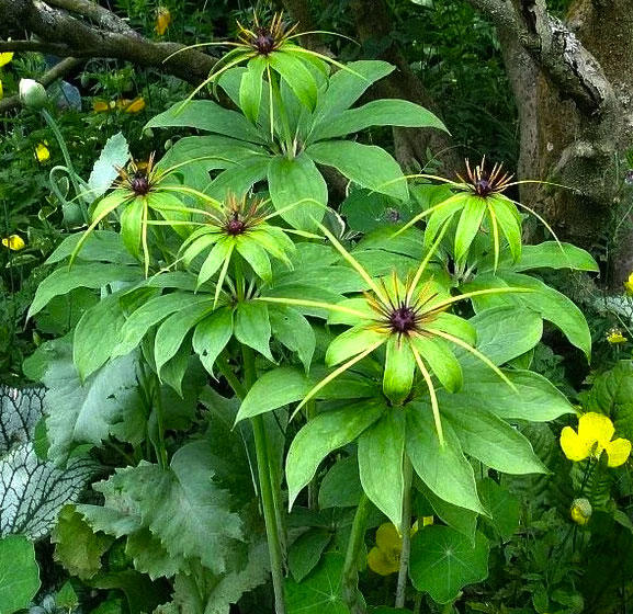 Chong Lou (Paris rhizome) plant
