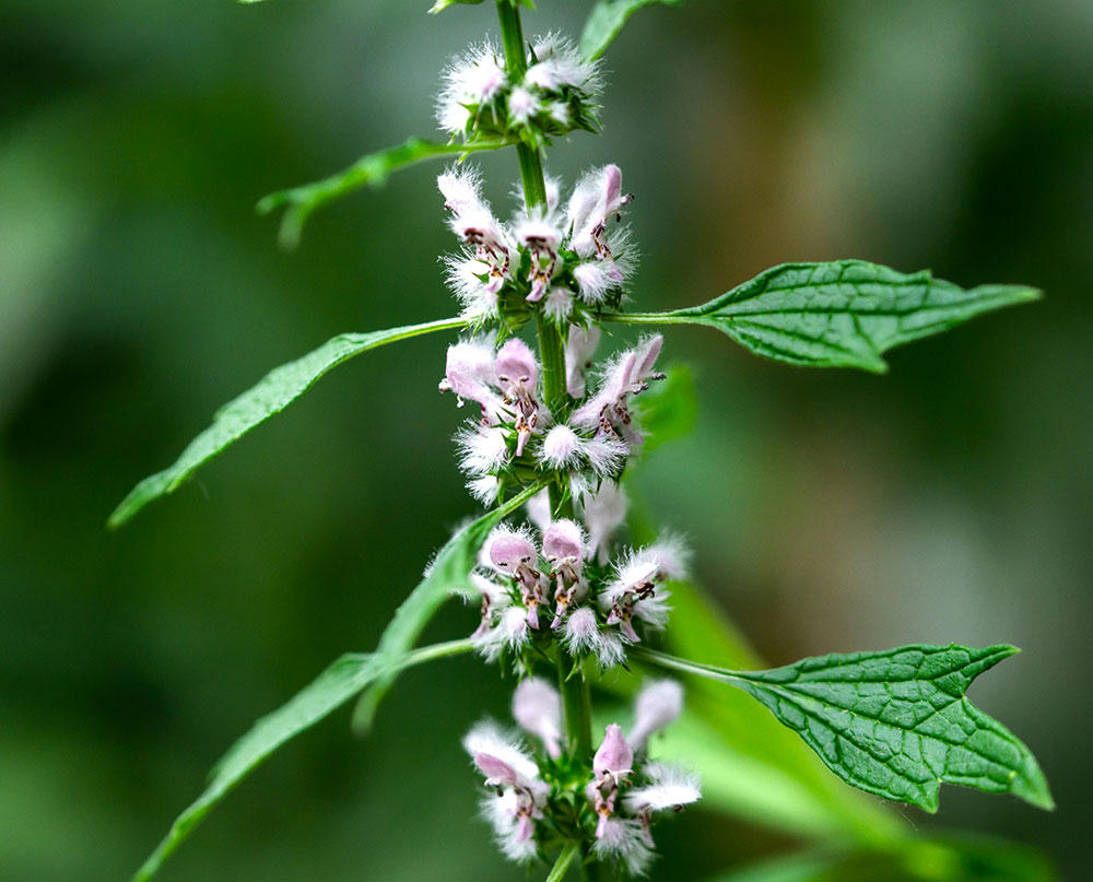 Chong Wei Zi (Motherwort fruit) plant