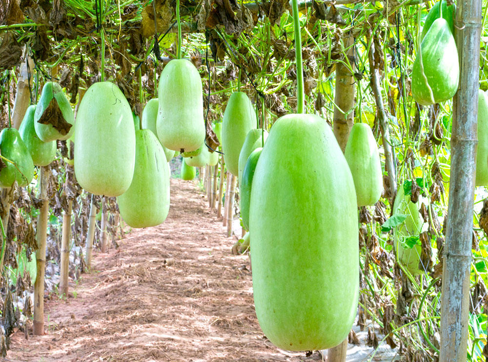 Dong Gua Pi (Wax Gourd Peel) plant