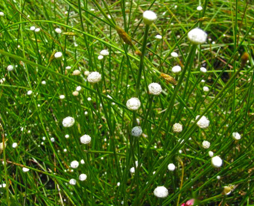 Gu Jing Cao (Pipewort flower) plant