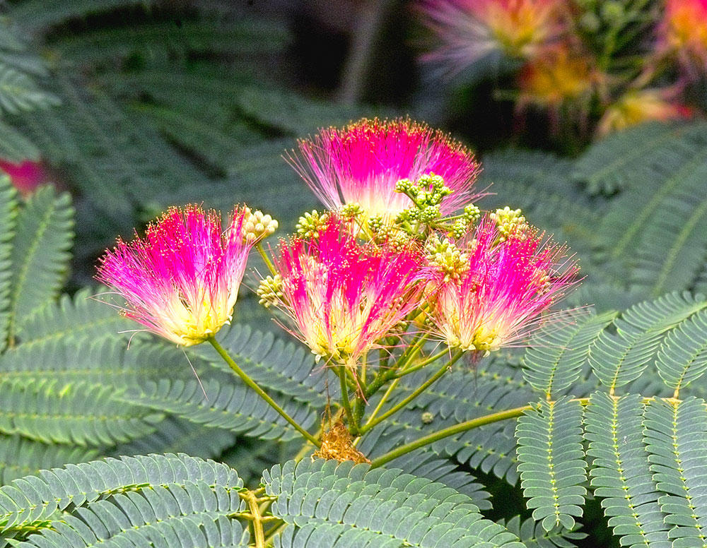 He Huan Hua (Albizia flower) plant